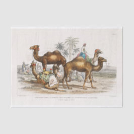 Indien Camels Vintag Illustration, 1820 Dekoupage Seidenpapier