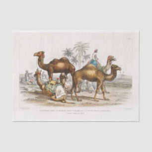Indien Camels Vintag Illustration, 1820 Dekoupage Seidenpapier