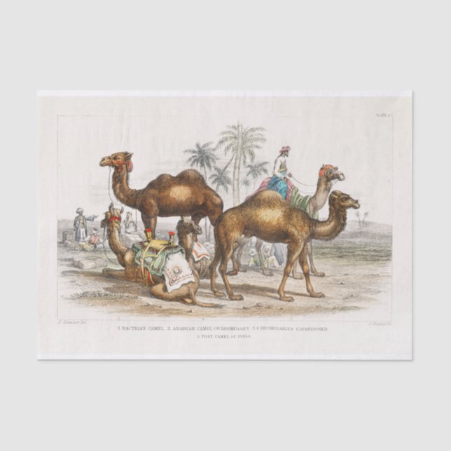 Indien Camels Vintag Illustration, 1820 Dekoupage Seidenpapier (Vorderseite)