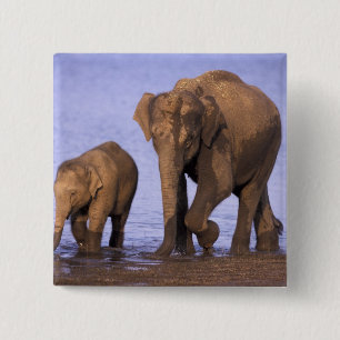 Indien, Nagarhole-Nationalpark. Asiatischer Elefan Button