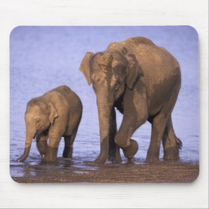 Indien, Nagarhole-Nationalpark. Asiatischer Elefan Mousepad