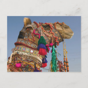INDIEN, Rajasthan, Pushkar: PUSHKAR CAMEL FAIR, Postkarte