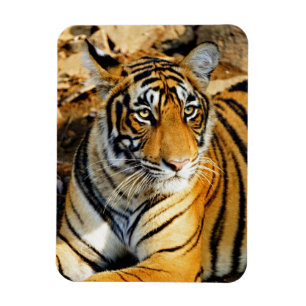 Indien, Sawai Madhopur, Ranthambore National Magnet