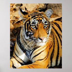 Indien, Sawai Madhopur, Ranthambore National Poster