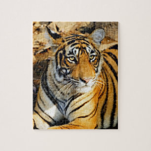 Indien, Sawai Madhopur, Ranthambore National Puzzle