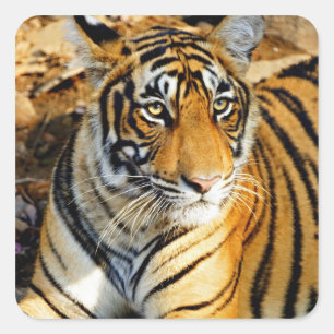 Indien, Sawai Madhopur, Ranthambore National Quadratischer Aufkleber