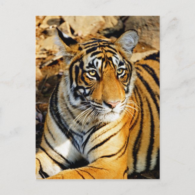 Indien, Sawai Madhopur, Ranthamoring National Postkarte (Vorderseite)