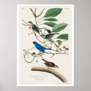 Indigo Bird von Audubon Poster