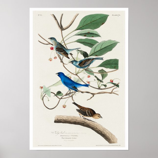 Indigo Bird von Audubon Poster (Vorne)