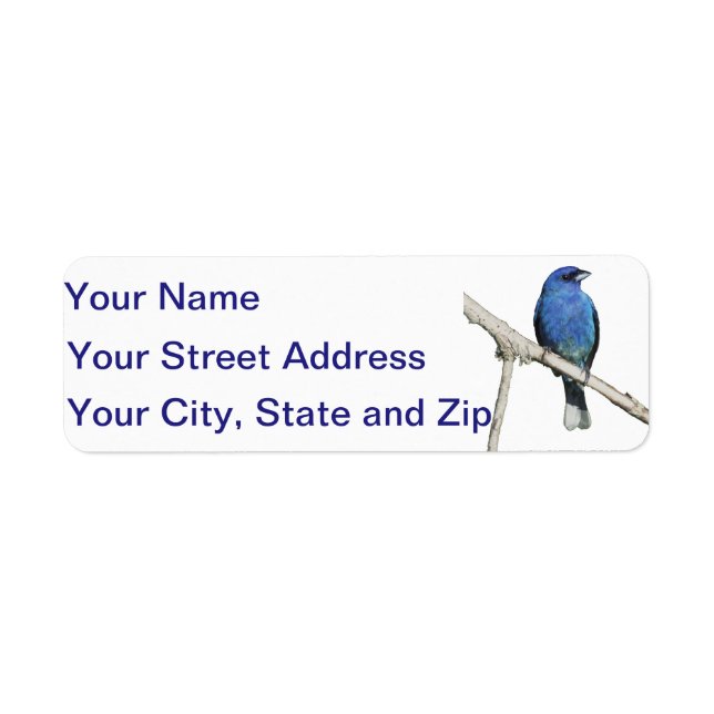 Indigo Bunting (Vorne)
