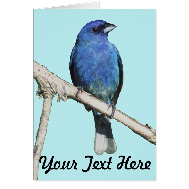 Indigo Bunting (Vorne)