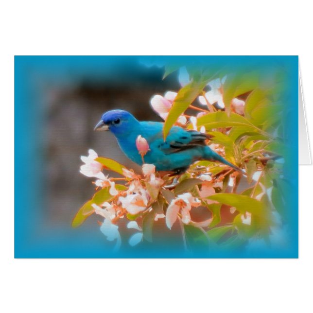 Indigo Bunting Blue (Vorderseite (Horizontal))