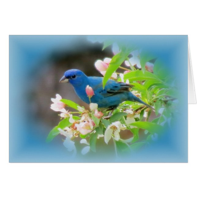 Indigo Bunting Blues (Vorderseite (Horizontal))