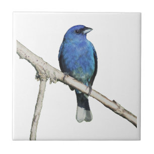 Indigo Bunting Fliese
