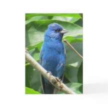 Indigo Bunting Grußkarte