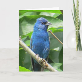Indigo Bunting Grußkarte Karte