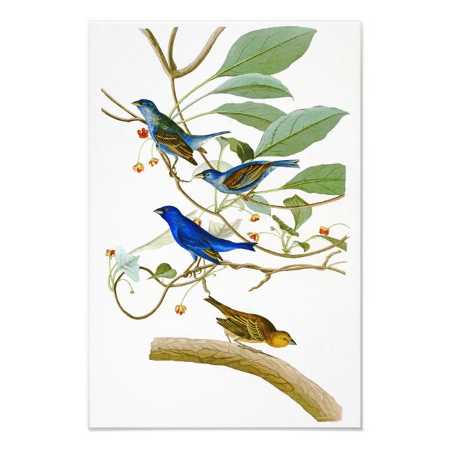 Indigo Bunting John James Audubon Birds of America Fotodruck (Vorne)