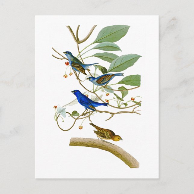 Indigo Bunting John James Audubon Birds of America Postkarte (Vorderseite)