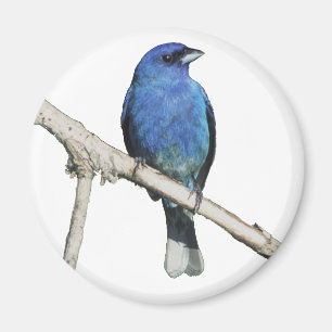 Indigo Bunting Magnet