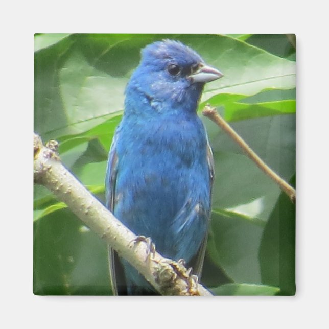 Indigo Bunting Magnet (Vorne)