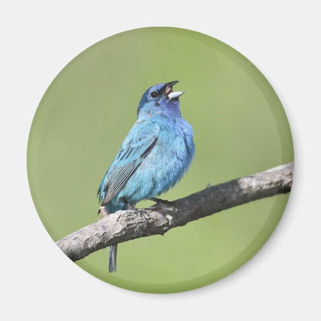 Indigo Bunting Magnet (Vorne)