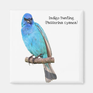 Indigo Bunting Magnet