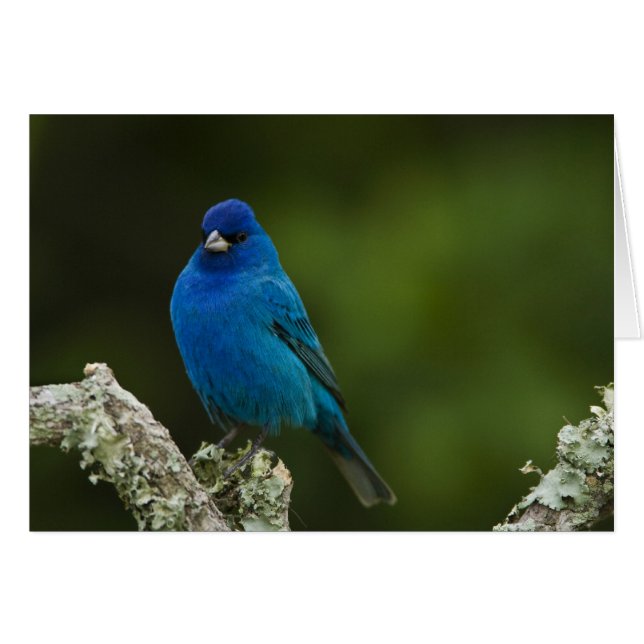 Indigo Bunting, Passerina cyanea, Coastal (Vorderseite (Horizontal))