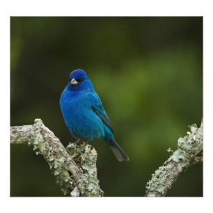 Indigo Bunting, Passerina cyanea, Coastal Fotodruck