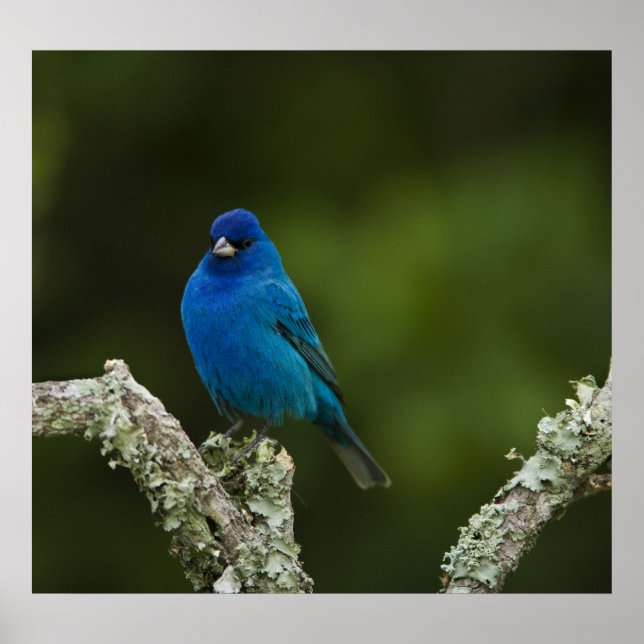 Indigo Bunting, Passerina cyanea, Coastal Poster (Vorne)