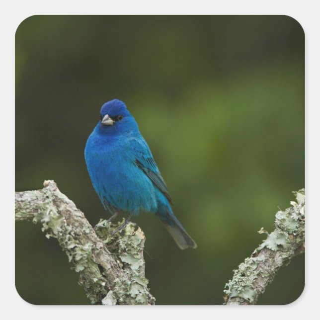 Indigo Bunting, Passerina cyanea, Coastal Quadratischer Aufkleber (Vorderseite)