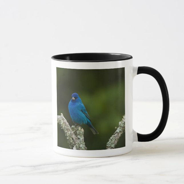 Indigo Bunting, Passerina cyanea, Coastal Tasse (Rechts)