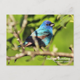 Indigo Bunting Postcard Postkarte