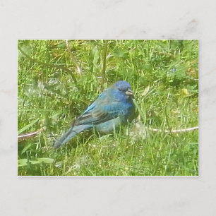 Indigo Bunting Postcard Postkarte