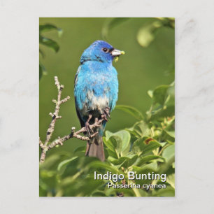 Indigo Bunting Postcard Postkarte