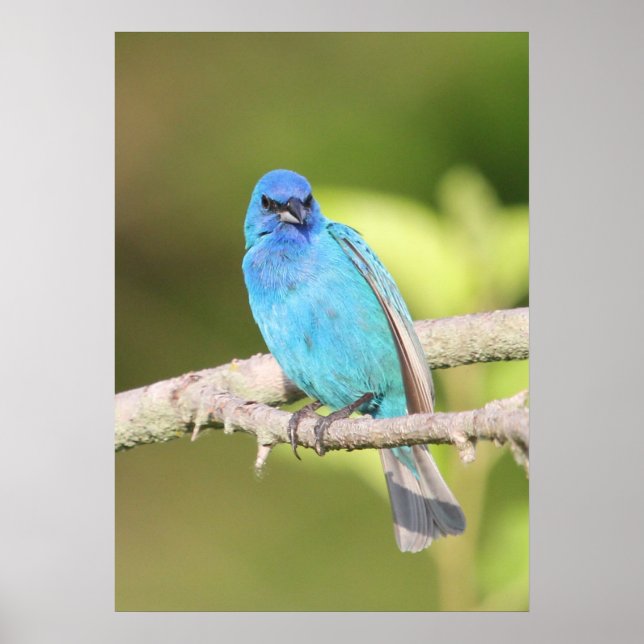 Indigo Bunting Poster (Vorne)