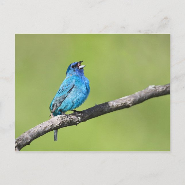 Indigo Bunting Postkarte (Vorderseite)