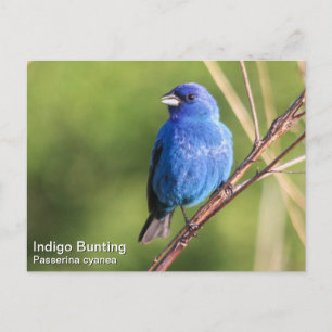 Indigo Bunting Postkarte