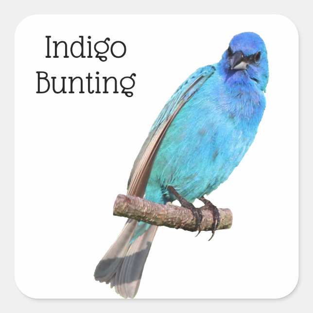 Indigo Bunting Quadratischer Aufkleber (Vorderseite)