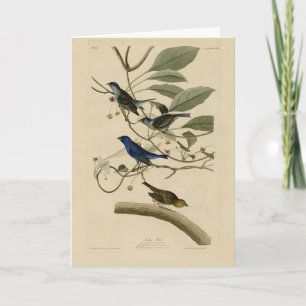 Indigo Bunting von Audubons Vögeln in Amerika Karte