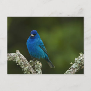 Indigo-Buntings, Passerina cyanea, Küste Postkarte