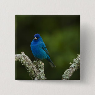 Indigo-Grasmücke, Passerina cyanea, Küste Button