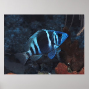 Indigo Hamlet Poster