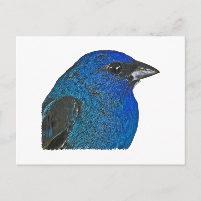 Indigo-Jagdlogo Postkarte (Vorderseite)
