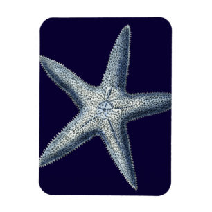 Indigo-Muscheln IV Magnet