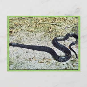 Indigo Snake Postkarte