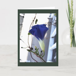 Indigo Swirl Morning Glory Blanko Karte