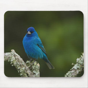 Indigofink, Passerina cyanea, Küste Mousepad
