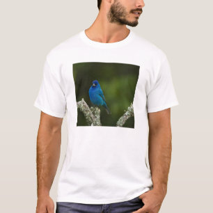 Indigofink, Passerina cyanea, Küste T-Shirt