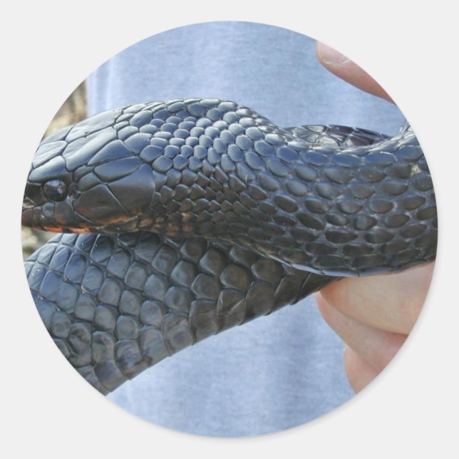 Indigoschlange (Drymarchon corais couperi) Runder Aufkleber (Vorderseite)