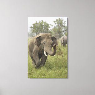 Indisch Asiatischer Elefant Gruß Leinwanddruck